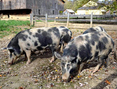 Ossabaw Island pigs